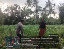 Bhabinkamtibmas Desa Kalianyar Cek Lahan Sawah Warga Yang Ditanami Jagung