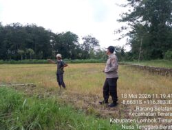 Personel Polsek Terara Cek Tanaman Jagung di Dusun Jeruk Desa Rarang Selatan