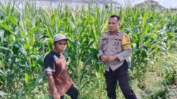 Transformasi Bhabinkamtibmas: Tak Hanya Jaga Keamanan, Kini Kawal Langsung Petani Jagung di Bagik Polak Barat
