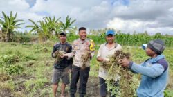 Bhabinkamtibmas Desa Bagik Papan Cek Panen Kacang Tanah dan Sampaikan Himbauan Kamtibmas