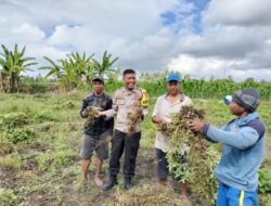 Bhabinkamtibmas Desa Bagik Papan Cek Panen Kacang Tanah dan Sampaikan Himbauan Kamtibmas