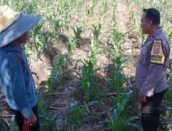 Polri Dorong Produktivitas Lahan Jagung di Bagik Polak Barat