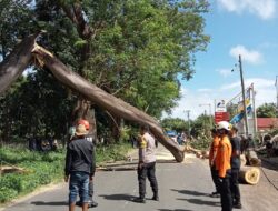 Personel Polsek Pringgabaya Lakukan Pengaturan Lalu Lintas dan Evakuasi Pohon Sengon Tumbang di Seruni Mumbul