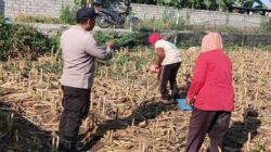 Polsek Labuapi Dorong Warga Karang Bongkot Manfaatkan Lahan Pekarangan