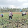 Polsek Gerung Dampingi Petani Jagung dan Peternak di Lombok Barat