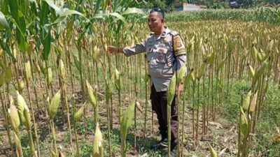 Bhabinkamtibmas Lombok Barat Kawal Produktivitas Petani Desa Merembu