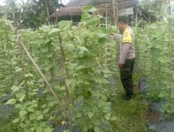 Bhabinkamtibmas Desa Kesik Cek Lahan Ketahanan Pangan Bergizi, Dukung Budidaya Kacang Panjang di Dusun Munsok