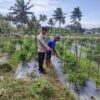 Bhabinkamtibmas Desa Paokmotong Monitoring Program Ketahanan Pangan, Cek Lahan Pekarangan Pangan Bergizi