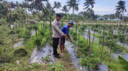 Bhabinkamtibmas Desa Paokmotong Monitoring Program Ketahanan Pangan, Cek Lahan Pekarangan Pangan Bergizi