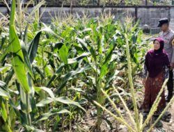 Polsek Labuapi Gerakkan Warga Sulap Lahan Kosong Jadi Sumber Pangan