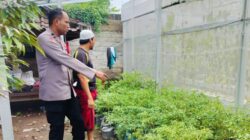 Ubah Lahan Kosong Jadi Sumber Gizi, Cara Bhabinkamtibmas Bajur Perkuat Ketahanan Pangan