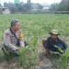 Polsek Batulayar Dampingi Petani Jagung Terkait Swasembada Pangan