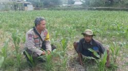 Polsek Batulayar Dampingi Petani Jagung Terkait Swasembada Pangan
