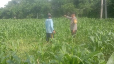 Bhabinkamtibmas Desa Rhee Dampingi Warga Pantau Pertumbuhan Jagung Hibrida