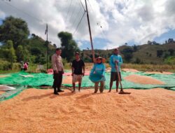 BHABINKAMTIBMAS DESA CEMPI JAYA LAKUKAN PEMANTAUAN HASIL PANEN JAGUNG WARGA
