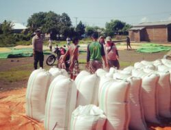 BHABINKAMTIBMAS DESA SORITATANGA PANTAU HASIL PANEN JAGUNG WARGA, DORONG PETANI PENUHI STANDAR DISTRIBUSI KE GUDANG BULOG