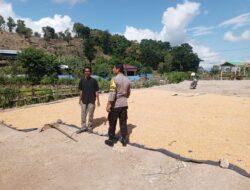 Bhabinkamtibmas Polres Bima Kota Aktif Dampingi Petani Jagung, Dukung Ketahanan Pangan Nasional