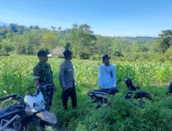BHABINKAMTIBMAS DAN BABINSA DESA KADINDI PANTAU PERTUMBUHAN JAGUNG WARGA