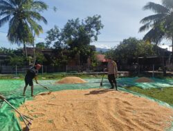 BHABINKAMTIBMAS DESA ADU BANTU PETANI JEMUR JAGUNG, DUKUNG PENINGKATAN KUALITAS HASIL PANEN