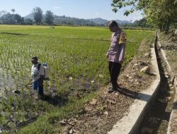 Dukung Asta Cita Presiden, Bhabinkamtibmas Desa Sebewe Dorong Diversifikasi Tanaman Pangan
