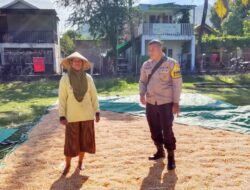 BHABINKAMTIBMAS DESA SAWE PANTAU HASIL PANEN JAGUNG WARGA, DORONG PENINGKATAN PRODUKSI DAN PENYERAPAN HASIL PANEN MELALUI BULOG