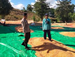 Komitmen Polri dalam mendukung program ketahanan pangan nasional terus diwujudkan melalui peran aktif Bhabinkamtibmas di wilayah binaan. Seperti yang dilakukan Bhabinkamtibmas Desa Cempi Jaya Polsek Hu’u, BRIPKA Ismail, yang melaksanakan pemantauan hasil panen jagung milik warga binaannya di Soo Mada Rangga, Desa Cempi Jaya, Kecamatan Hu’u, Kabupaten Dompu, Rabu (10/6/2026).  Kegiatan yang berlangsung mulai pukul 09.10 WITA tersebut menyasar hasil panen jagung milik Imran yang sedang dijemur guna mencapai kadar air sesuai standar yang ditetapkan oleh gudang penyaluran jagung. Proses penjemuran dilakukan untuk menjaga kualitas hasil panen sekaligus mencegah timbulnya jamur akibat pengaruh suhu dan kondisi cuaca yang dapat menurunkan mutu jagung.  Dalam kegiatan tersebut, BRIPKA Ismail memberikan pendampingan dan motivasi kepada petani agar terus memperhatikan kualitas hasil panen sebelum dipasarkan. Ia juga mengimbau warga binaannya untuk selalu berkoordinasi dengan Bhabinkamtibmas apabila menghadapi kendala dalam sektor pertanian sehingga dapat diteruskan kepada instansi terkait guna mendapatkan solusi yang tepat.  “Kami berharap para petani tidak ragu untuk menyampaikan berbagai kendala yang dihadapi di lapangan. Kehadiran Bhabinkamtibmas merupakan bagian dari upaya Polri untuk membantu masyarakat, termasuk dalam mendukung keberhasilan sektor pertanian,” ujar BRIPKA Ismail.  Kapolsek Hu’u, IPTU Ade Helmi, S.H., menyampaikan bahwa Bhabinkamtibmas memiliki peran strategis sebagai penghubung antara masyarakat dengan pemerintah maupun instansi terkait, termasuk dalam mendukung program ketahanan pangan.  “Bhabinkamtibmas diharapkan terus aktif mendampingi masyarakat, khususnya para petani, mulai dari proses tanam, perawatan hingga pascapanen. Kami juga mengimbau agar hasil pertanian yang telah memenuhi standar kualitas dapat disalurkan ke gudang Bulog guna mendukung ketersediaan cadangan pangan nasional,” ungkap IPTU Ade Helmi.  Sementara itu, Kapolres Dompu AKBP Sodikin Fahrojin Nur, S.I.K., melalui Kasi Humas Polres Dompu IPTU I Nyoman Suardika mengapresiasi langkah personel Bhabinkamtibmas yang terus hadir memberikan pendampingan kepada masyarakat.  “Kegiatan pemantauan dan pendampingan yang dilakukan Bhabinkamtibmas merupakan bentuk nyata dukungan Polri terhadap program ketahanan pangan nasional. Kehadiran anggota di tengah masyarakat tidak hanya menjaga keamanan dan ketertiban, tetapi juga membantu memastikan hasil pertanian masyarakat memiliki kualitas yang baik serta bernilai ekonomi tinggi. Kami berharap sinergi ini dapat terus memperkuat kesejahteraan petani dan mendukung ketahanan pangan daerah maupun nasional,” ujar IPTU Nyoman.  Melalui kegiatan tersebut, Polres Dompu terus menunjukkan komitmennya dalam mendukung sektor pertanian sebagai salah satu pilar utama pembangunan daerah dan penguatan ketahanan pangan nasional.