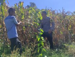 Dukung Ketahanan Pangan, Bhabinkamtibmas Desa Tatebal Dampingi Petani Optimalkan Lahan Produktif