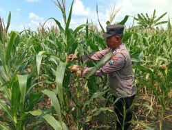 Polisi RW Polsek Kenduruan Polres Tuban Cek Tanaman Jagung di Sidomukti, Dukung Program Ketahanan Pangan Astacita .