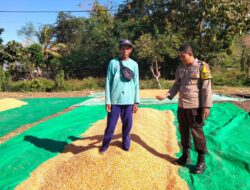 Cegah Penurunan Mutu Hasil Panen, Bhabinkamtibmas Awasi Proses Penjemuran Jagung