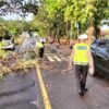 Satlantas Polres Lombok Barat Evakuasi Pohon Tumbang