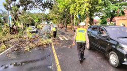Satlantas Polres Lombok Barat Evakuasi Pohon Tumbang