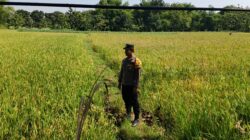 Polri Dukung Astacita, Polsek Parengan Polres Tuban melalui Bhabinkamtibmas Cek Lokasi Tanaman Padi milik warga di Desa Kemlaten Kec. Parengan Kab. Tuban.