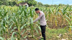 Polri Dukung Astacita, Polsek Merakurak Polres Tuban Turun Cek Tanaman Jagung Warga di Desa Pongpongan