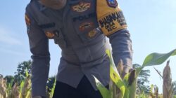 Cek Kualitas Buah Jagung Siap Panen, Polsek Widang Polres Tuban Dukung Astacita