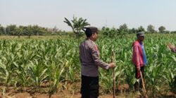 Dukung Swasembada Pangan, Anggota Polsek Kerek Sambang ke Lahan Jagung Warga
