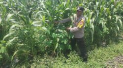 Polri dukung progam Astacita, Polsek Jatirogo Polres Tuban Turun Cek Tanaman jagung Warga di Desa Ketodan
