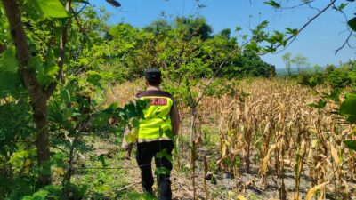 Polri Dukung Astacita, Polsek Rengel Polres Tuban Turun Cek Tanaman Jagung Warga di Desa Maibit