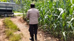 Polsek Plumpang Polres Tuban Turun Langsung Cek Tanaman Jagung Warga di Desa Kesamben