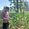 Polsek Tambakboyo Polres Tuban Turun Cek Tanaman jagung Warga di Desa Plajan