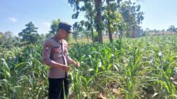 Polsek Tambakboyo Polres Tuban Turun Cek Tanaman jagung Warga di Desa Plajan