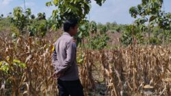 Polri Dukung Astacita, Bhabinkamtibmas Desa Ngawun Polsek Parengan Polres Tuban Cek Lokasi Tanaman Jagung milik warga Di Desa Ngawun Kec. Parengan