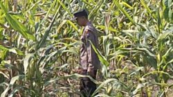Polsek Widang Polres Tuban Pengecekan Tanaman jagung milik Warga di Desa Sumberjo