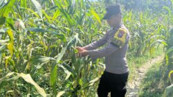 POLSEK BANGILAN DUKUNG KETAHANAN PANGAN, PERSONEL POLRI MONITORING TANAMAN JAGUNG DI WILAYAH BANGILAN