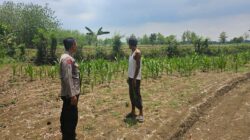 Polsek Jatirogo Cek Lahan Produktif di Desa Jombok, Dukung Ketahanan Pangan Nasional