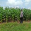 Polsek Tambakboyo Polres Tuban Turun Cek Tanaman jagung Warga di Desa Pulogede