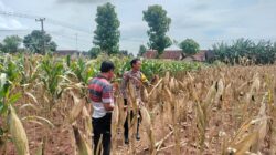 Polri Dukung Astacita, Polsek Palang Polres Tuban Turun Cek Tanaman jagung milik Warga di Desa Dawung