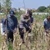 Dukung Astacita, Polsek Widang Melaksanakan Penanaman Jagung Bersama Petani