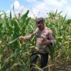 Dukung Astacita Presiden RI, Polsek Kenduruan Polres Tuban Turun Langsung Mengecek Tanaman Jagung Warga Petani