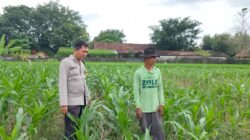 Polsek Plumpang Polres Tuban Turun Langsung Cek Tanaman Jagung Warga