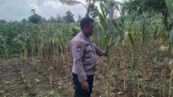 Kapolsek Jenu dan Bhabinkamtibmas Polsek Jenu Polres Tuban Turun ke Ladang, sambang lahan pertanian.